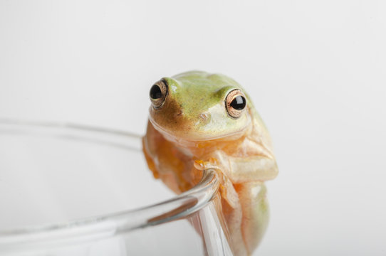 Tree Frog On Rim Of Glass