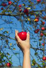 Woman's hand is taking down red apple from tree