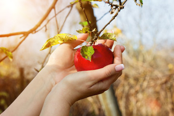 Woman's hands are taking down red apple from tree