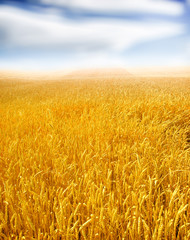 Naklejka premium wheat field