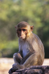 Rhesus macaque sitting at Taragarh Fort, Bundi,  India