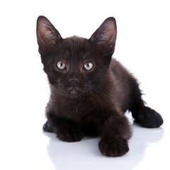 The black kitten lies on a white background.