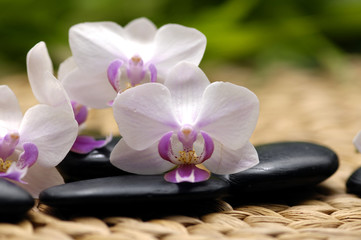 orchid and zen stones with green leaf on woven mat