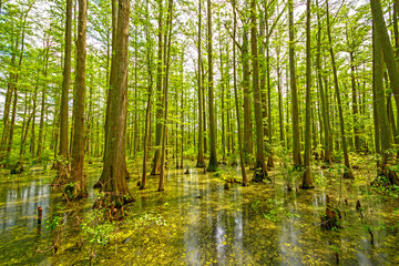 Fototapeta na wymiar Cypress Swamp in Spring