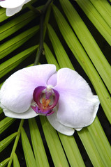 orchid and green leaf background