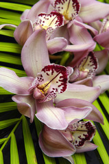Obraz na płótnie Canvas orchid and green leaf background