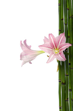 pink lily and bamboo thin grove