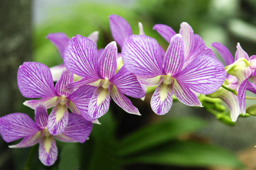 Pink orchid cattleya close up