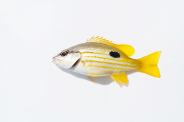 ヤマトビー（ニセクロホシフエダイ）