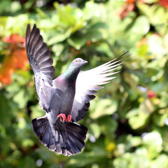 Flying pigeon in natural