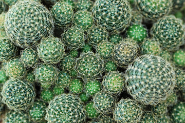 Closeup of beautiful cactus