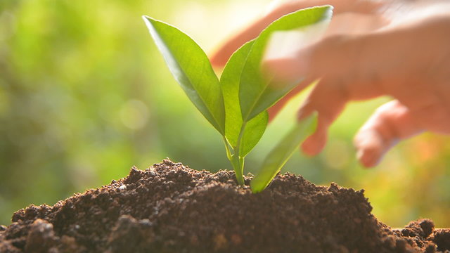 planting tree sprout