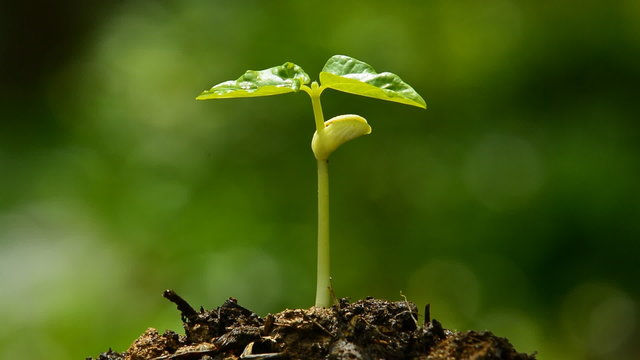 young tree sprout on nature background