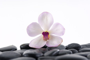 Beautiful white orchid on pebbles