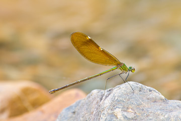 damselfly resting on stone