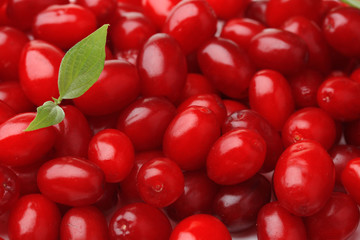Fresh cornel berries, close up