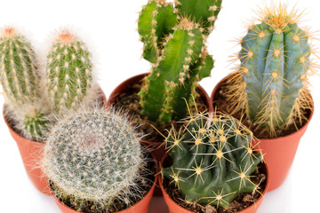 Collection of cactuses, isolated on white