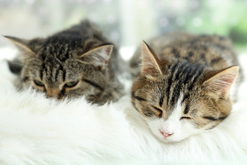 Two cats on plaid close-up