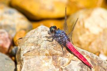 dragonfly resting on stone