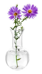 Flowers in test-tube isolated on white
