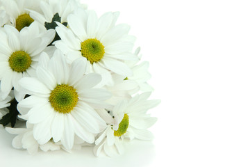 Fototapeta premium Beautiful white chrysanthemum isolated on white