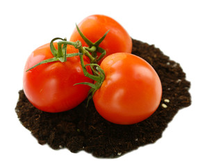 Tomatoes on ground isolated on white