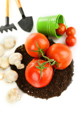 Vegetables on ground isolated on white