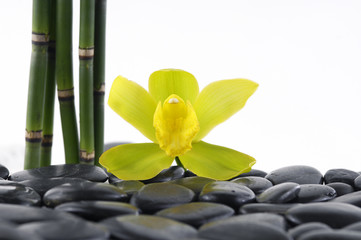 Yellow orchid and set of bamboo grove on black pebbles