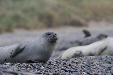 Robben am Strand
