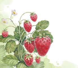 Watercolor strawberry bush