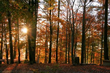 autumn forest scenery