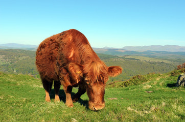 Luing Cow above Lake Windermere