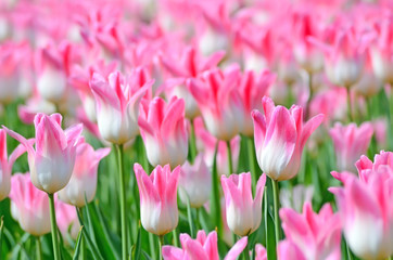 Pink tulips