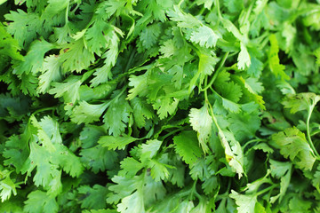 fresh green coriander on the market.