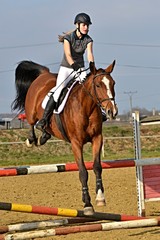 horse jumping