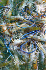 giant freshwater prawn