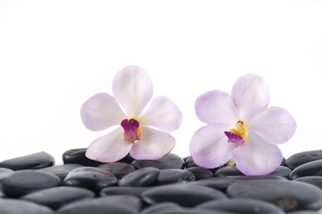 Naklejka na ściany i meble Still life with two white orchid with zen stones