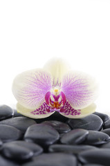 Fototapeta na wymiar macro of Gorgeous orchid on stones