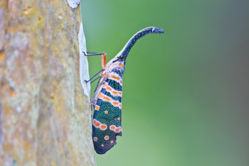 lanternflies insect