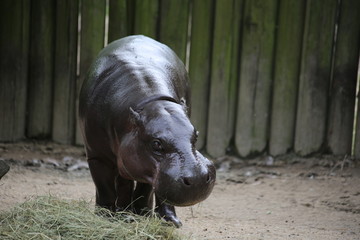 Hippo