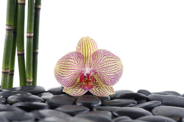 Gorgeous orchid with thin bamboo grove on pebbles
