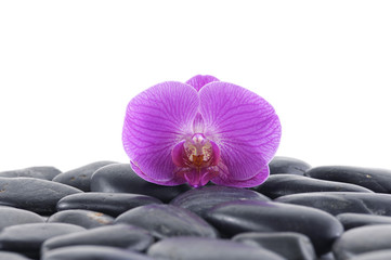 Gorgeous pink orchid on pebbles