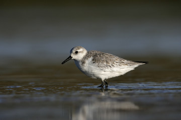Obraz premium Sanderling, Calidris alba