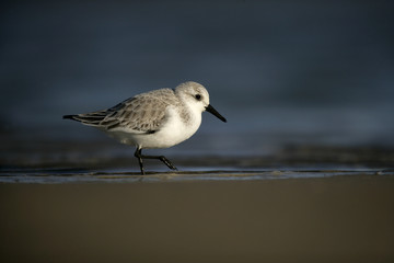 Sanderling, Calidris alba