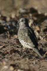 Scaled dove, Columbina squammata