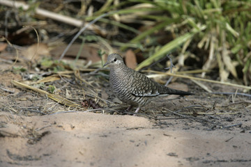 Scaled dove, Columbina squammata