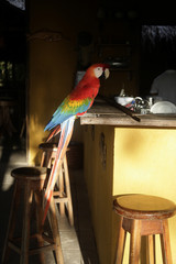 Scarlet macaw, Ara macao