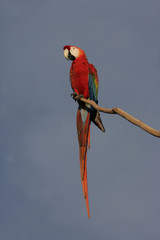 Scarlet macaw, Ara macao