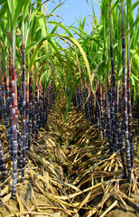 Plantation of sugarcane