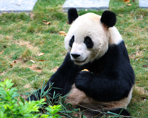 Fototapeta premium Giant panda eating bamboo